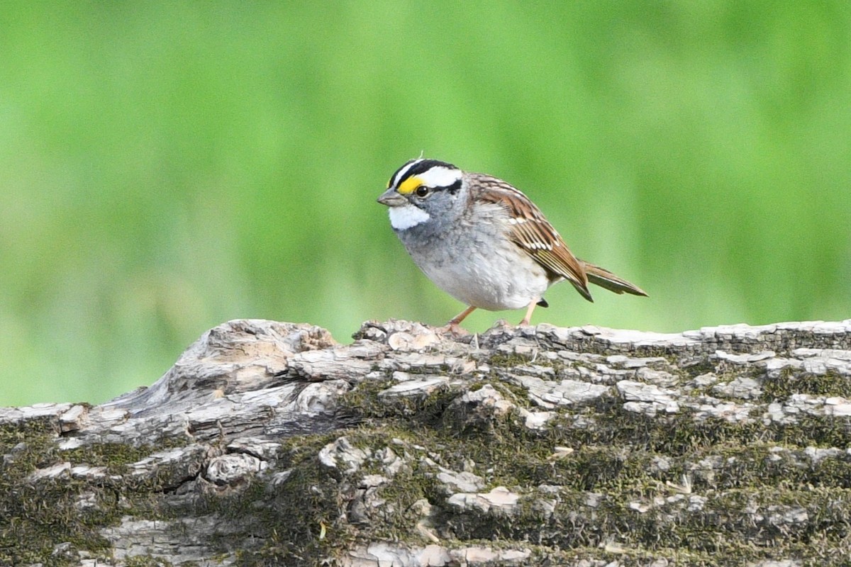 White-throated Sparrow - ML617773680