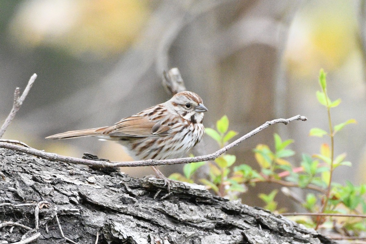 Song Sparrow - ML617773683