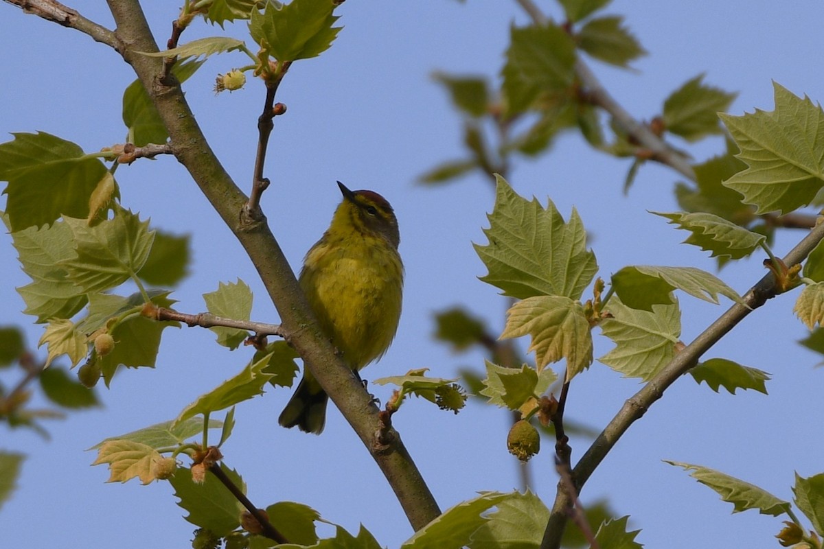 Palm Warbler - ML617773689