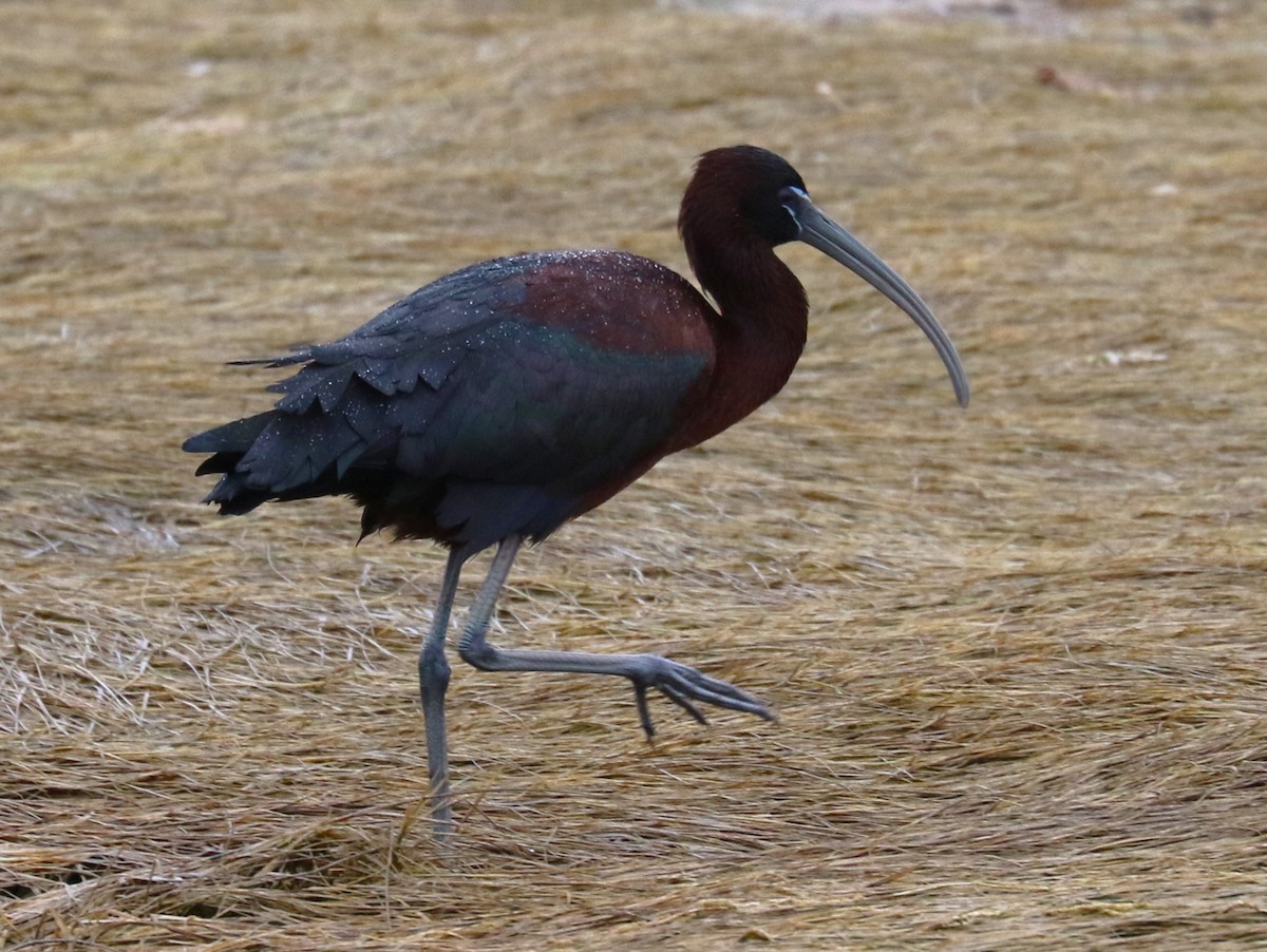 ibis hnědý - ML617773707
