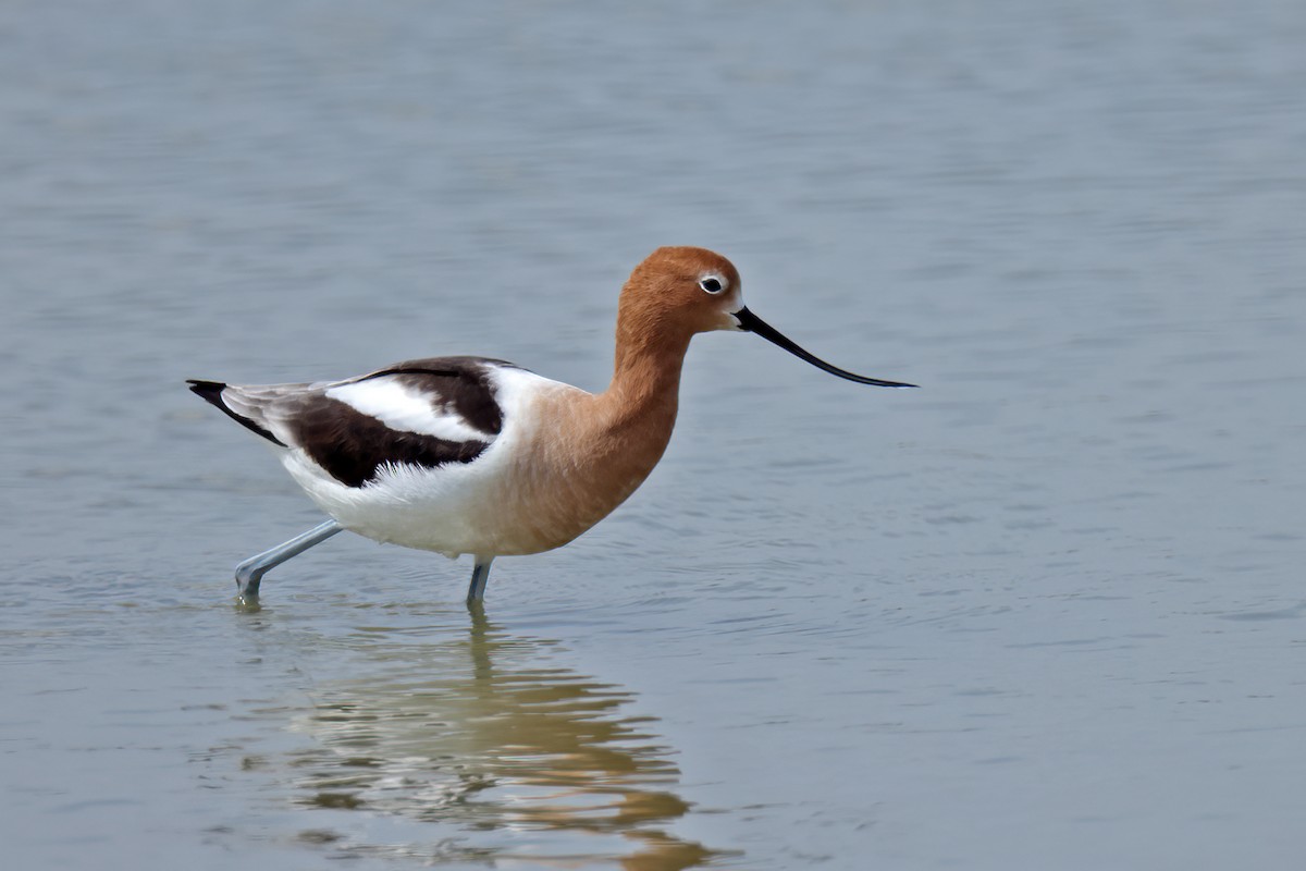 American Avocet - ML617773730