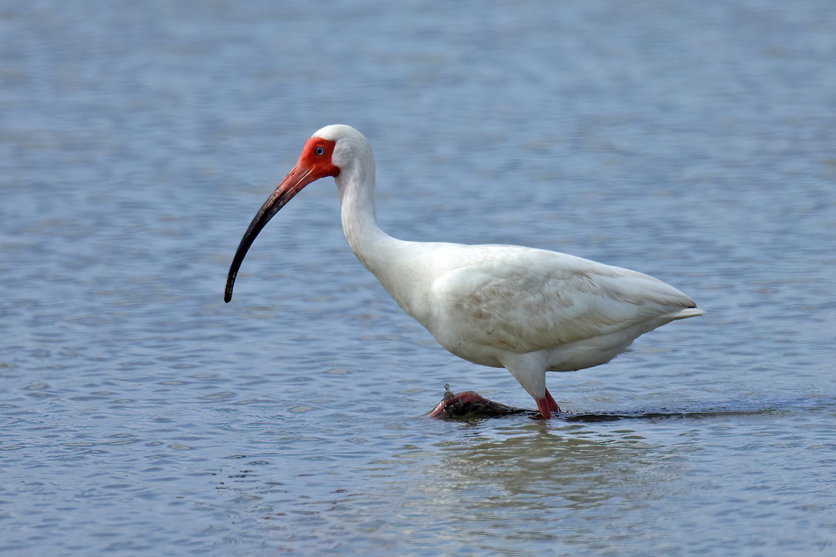 Ibis blanc - ML617773741