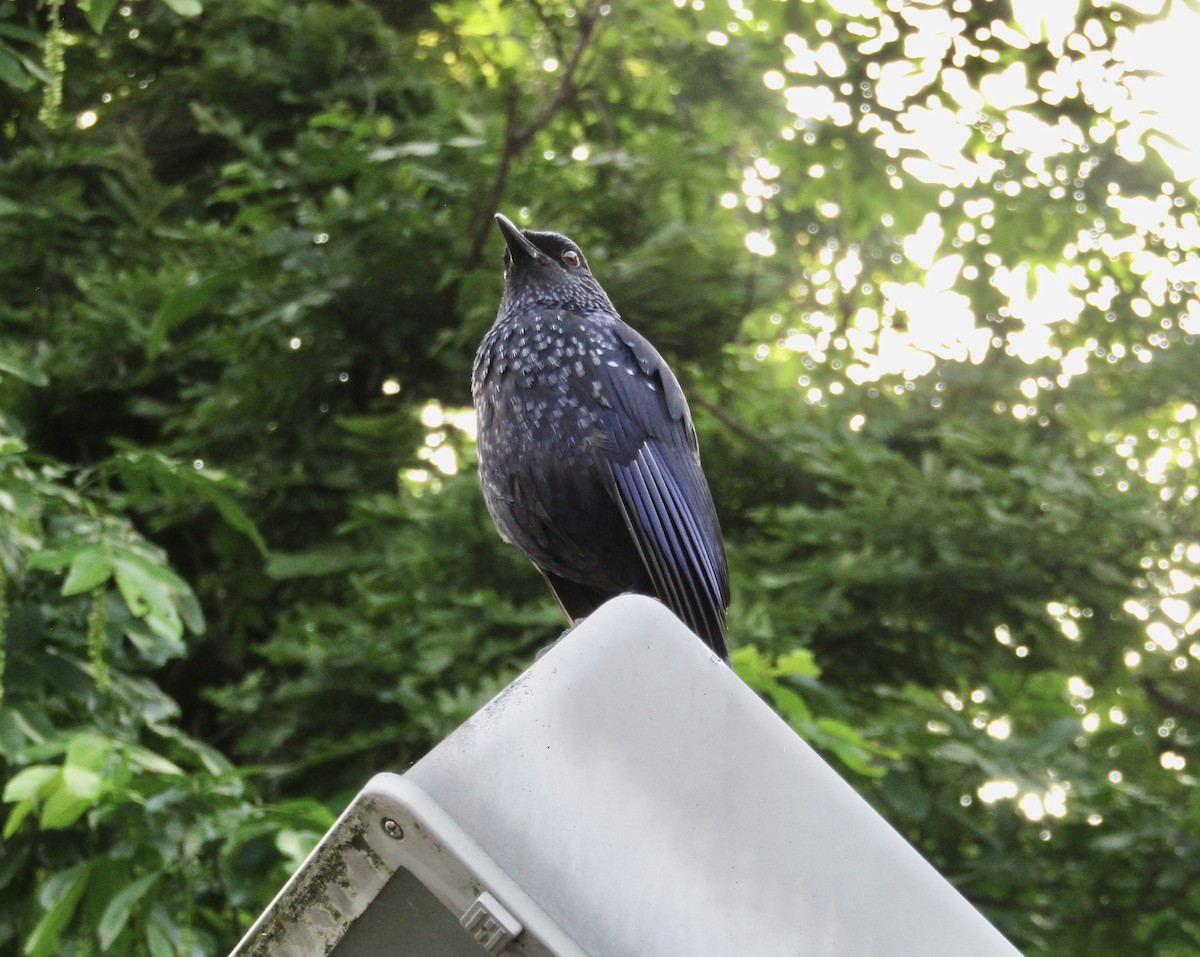 Blue Whistling-Thrush (Black-billed) - ML617773744