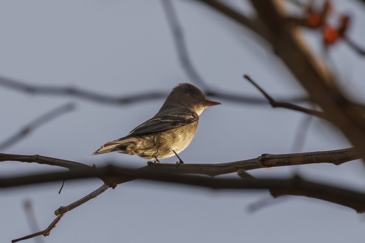 Eastern Wood-Pewee - ML617773750