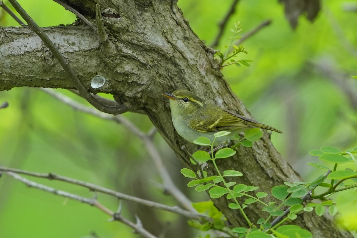 Mosquitero de Hartert - ML617773792