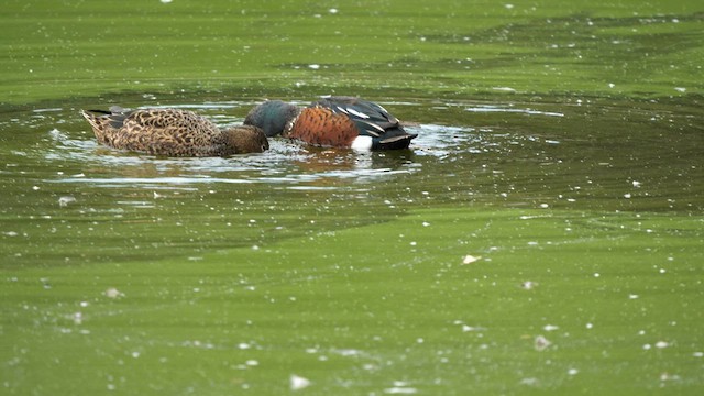 Australasian Shoveler - ML617773793