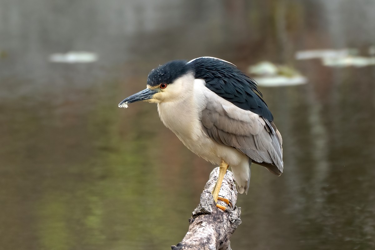 Black-crowned Night Heron - Linnet Tse