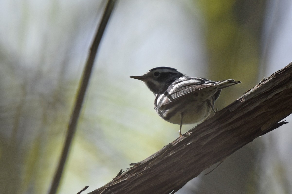 Black-and-white Warbler - ML617773820