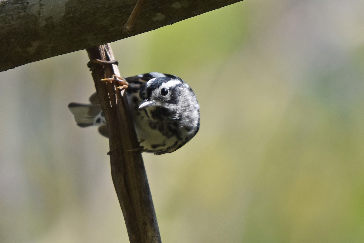 Black-and-white Warbler - ML617773821