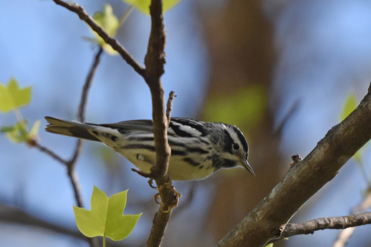 Black-and-white Warbler - ML617773822