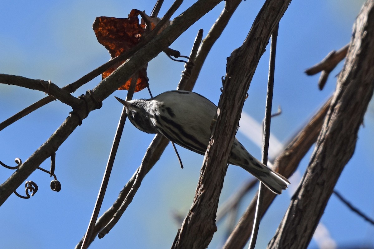 Black-and-white Warbler - ML617773823