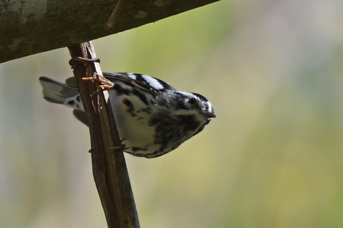 Black-and-white Warbler - ML617773824