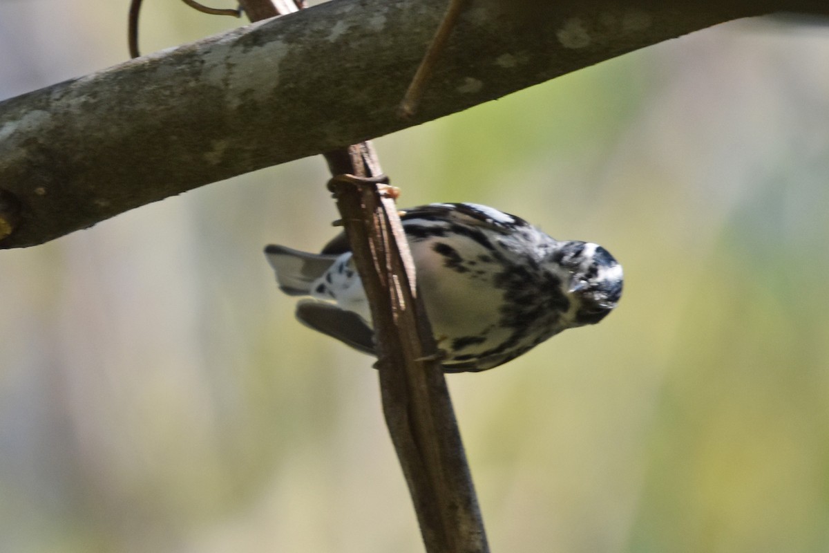 Black-and-white Warbler - ML617773825
