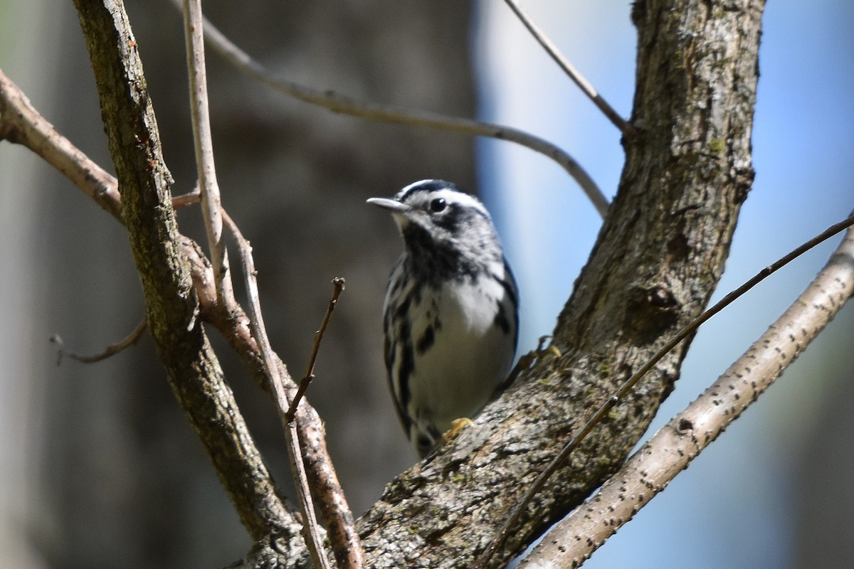 Black-and-white Warbler - ML617773826