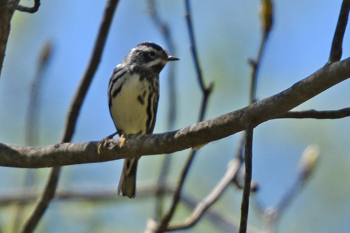 Black-and-white Warbler - ML617773827