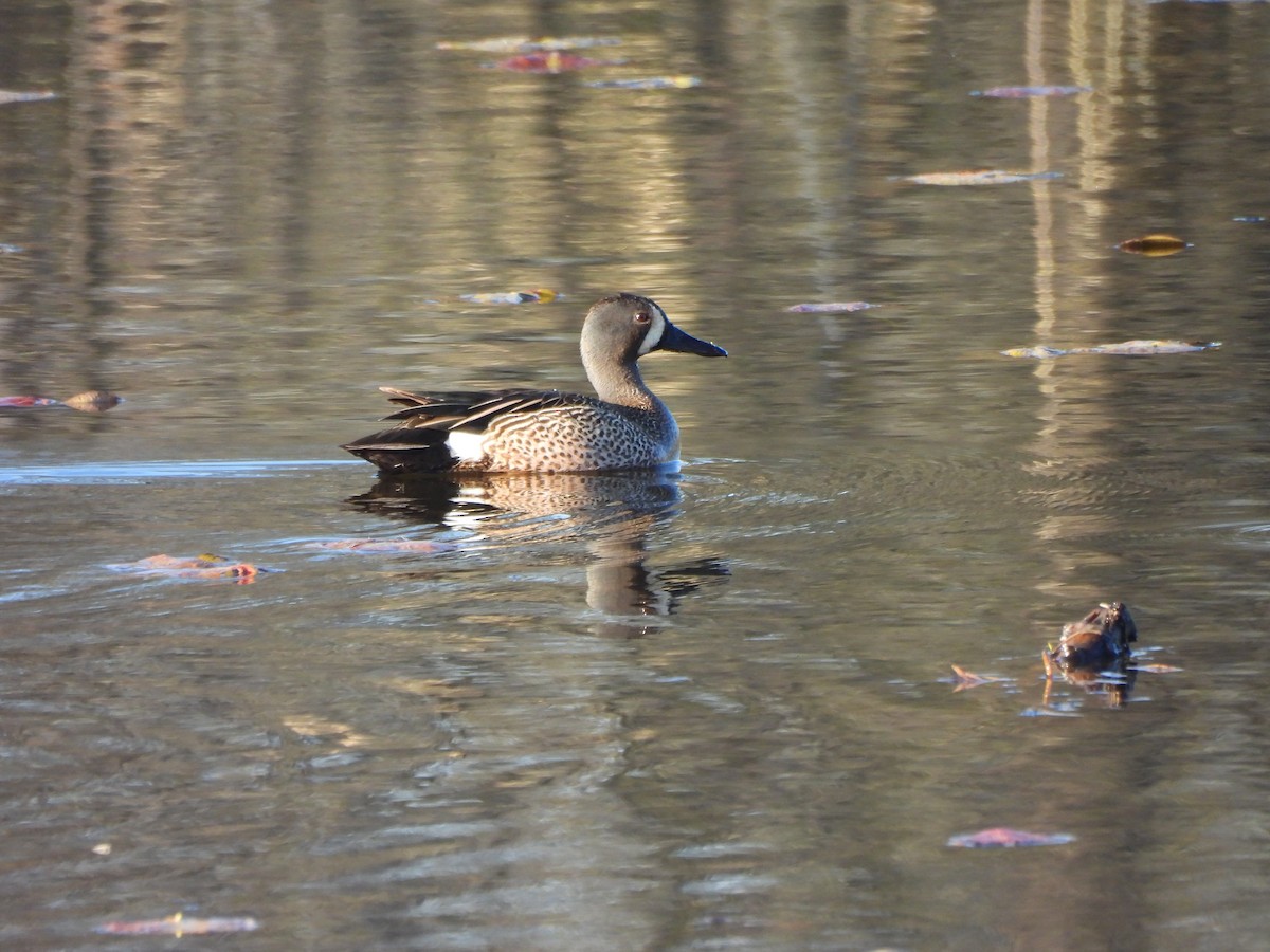 Blue-winged Teal - ML617773843