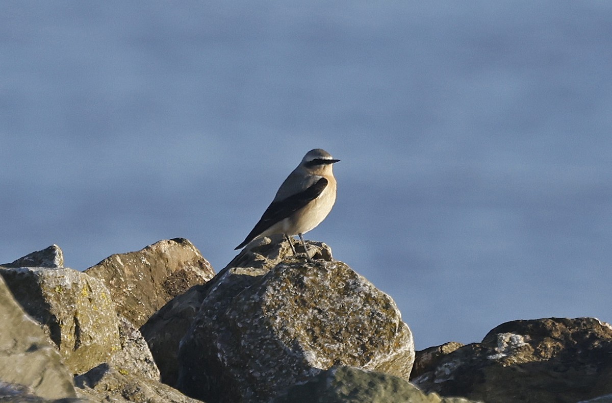 Northern Wheatear - Paul Chapman