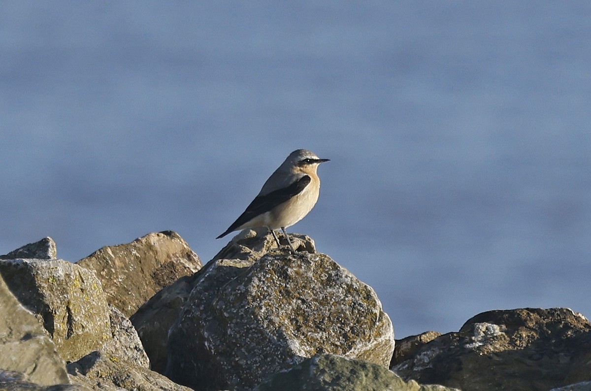 Northern Wheatear - Paul Chapman