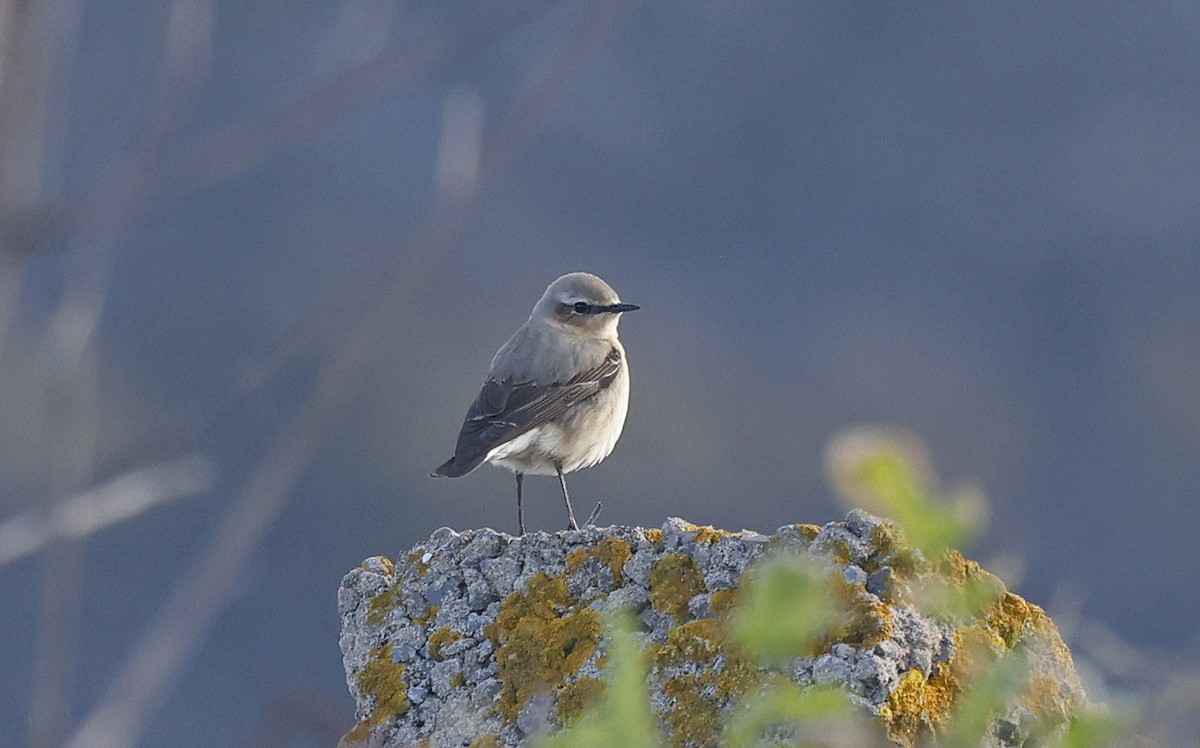 Northern Wheatear - Paul Chapman