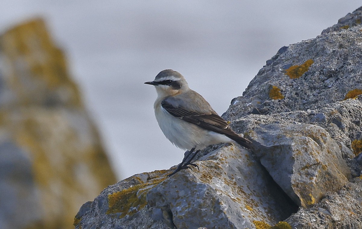 Northern Wheatear - Paul Chapman