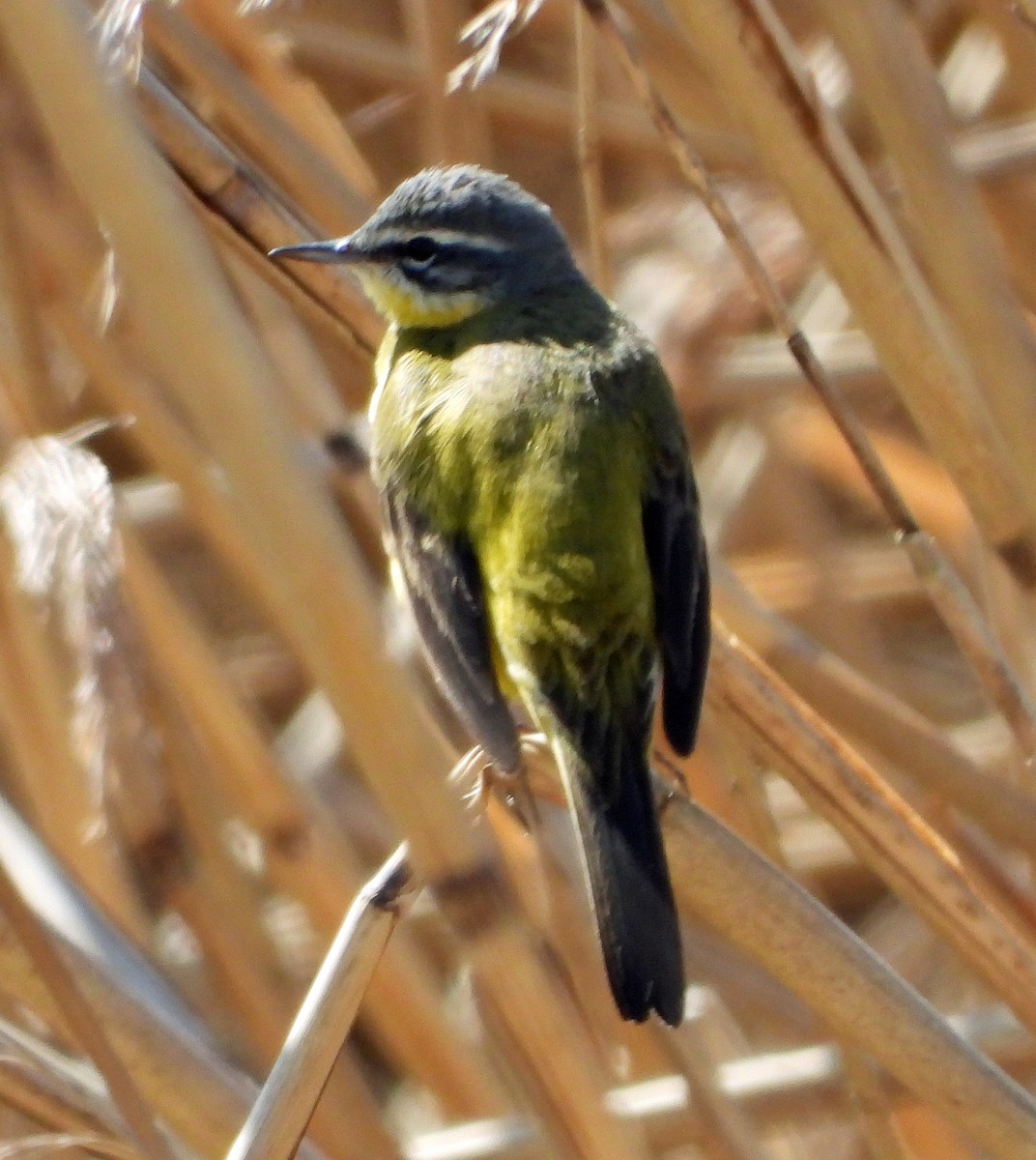 Western Yellow Wagtail - Peter Jungblut