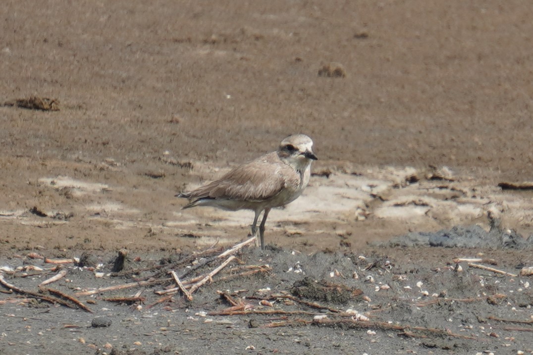 Siberian Sand-Plover - 吳 致謙