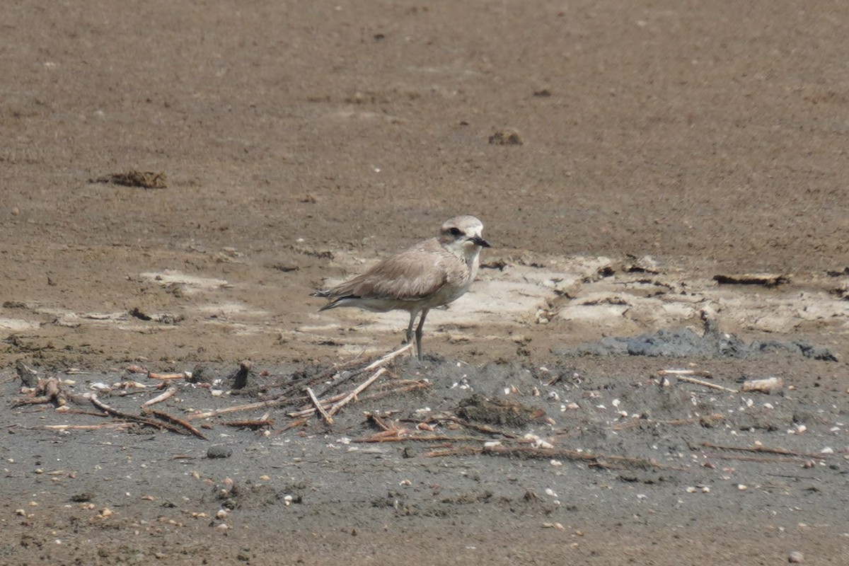 Siberian Sand-Plover - ML617773880