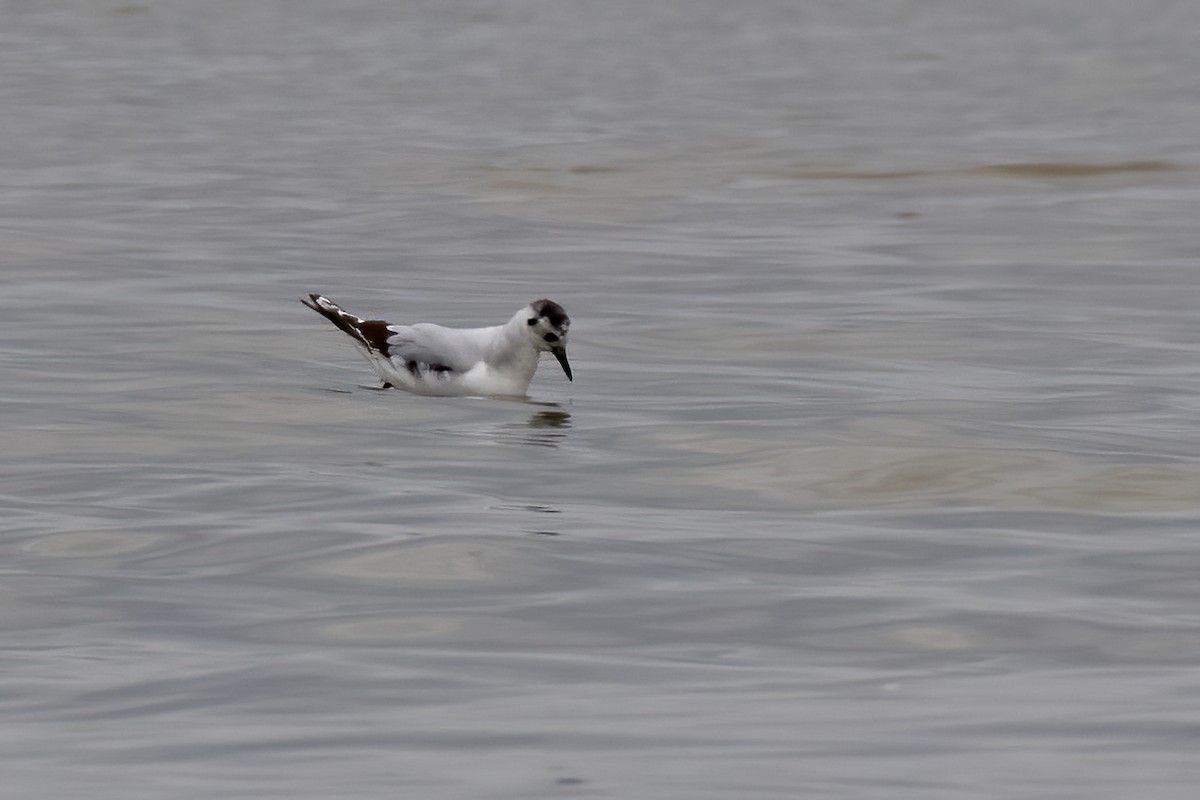 Little Gull - ML617773882