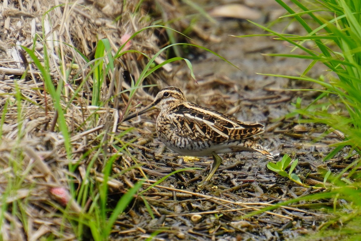 Common Snipe - ML617773885