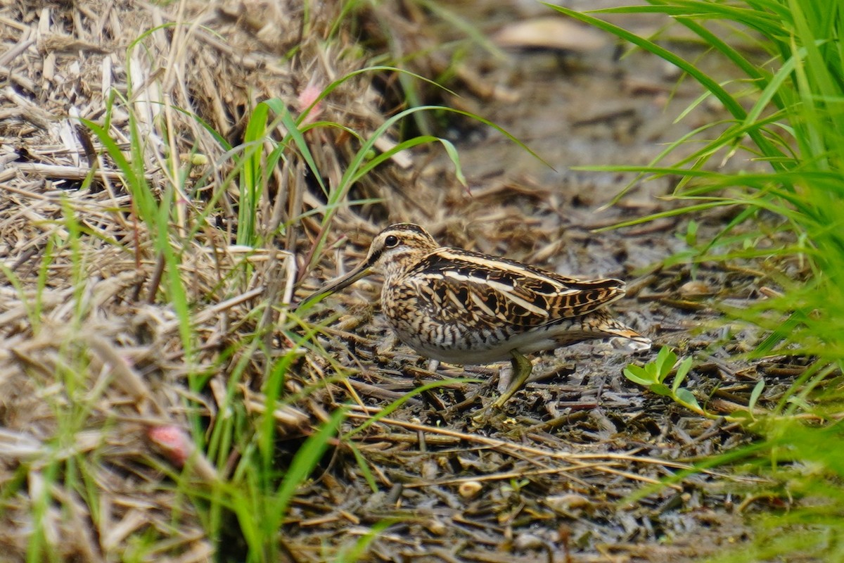 Common Snipe - ML617773886