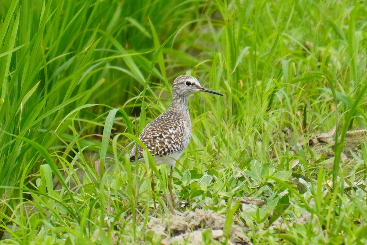 Wood Sandpiper - ML617773895