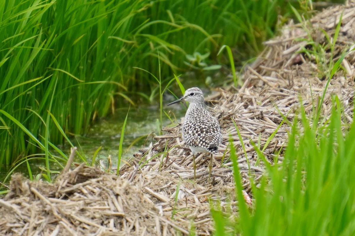 Wood Sandpiper - ML617773896