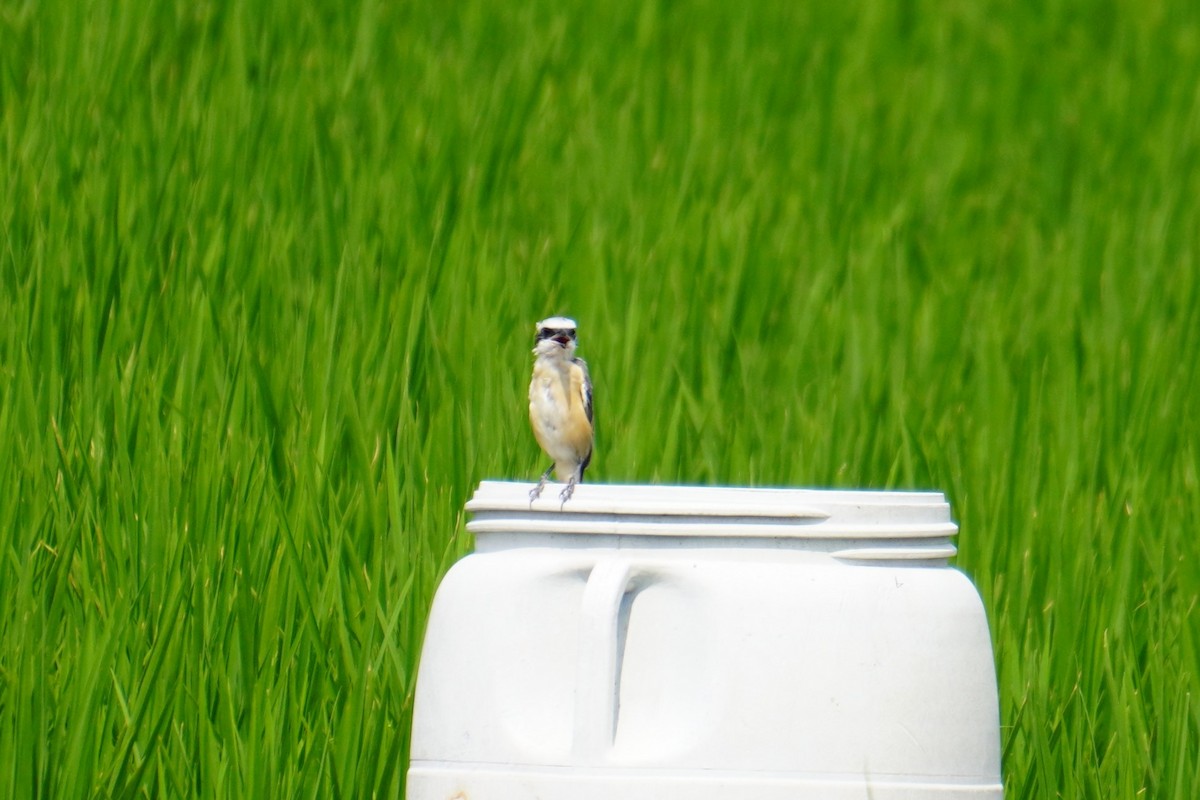 Long-tailed Shrike - ML617773898