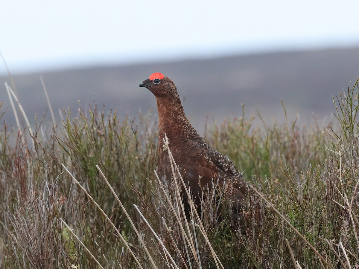 Willow Ptarmigan - Andrew Pryce