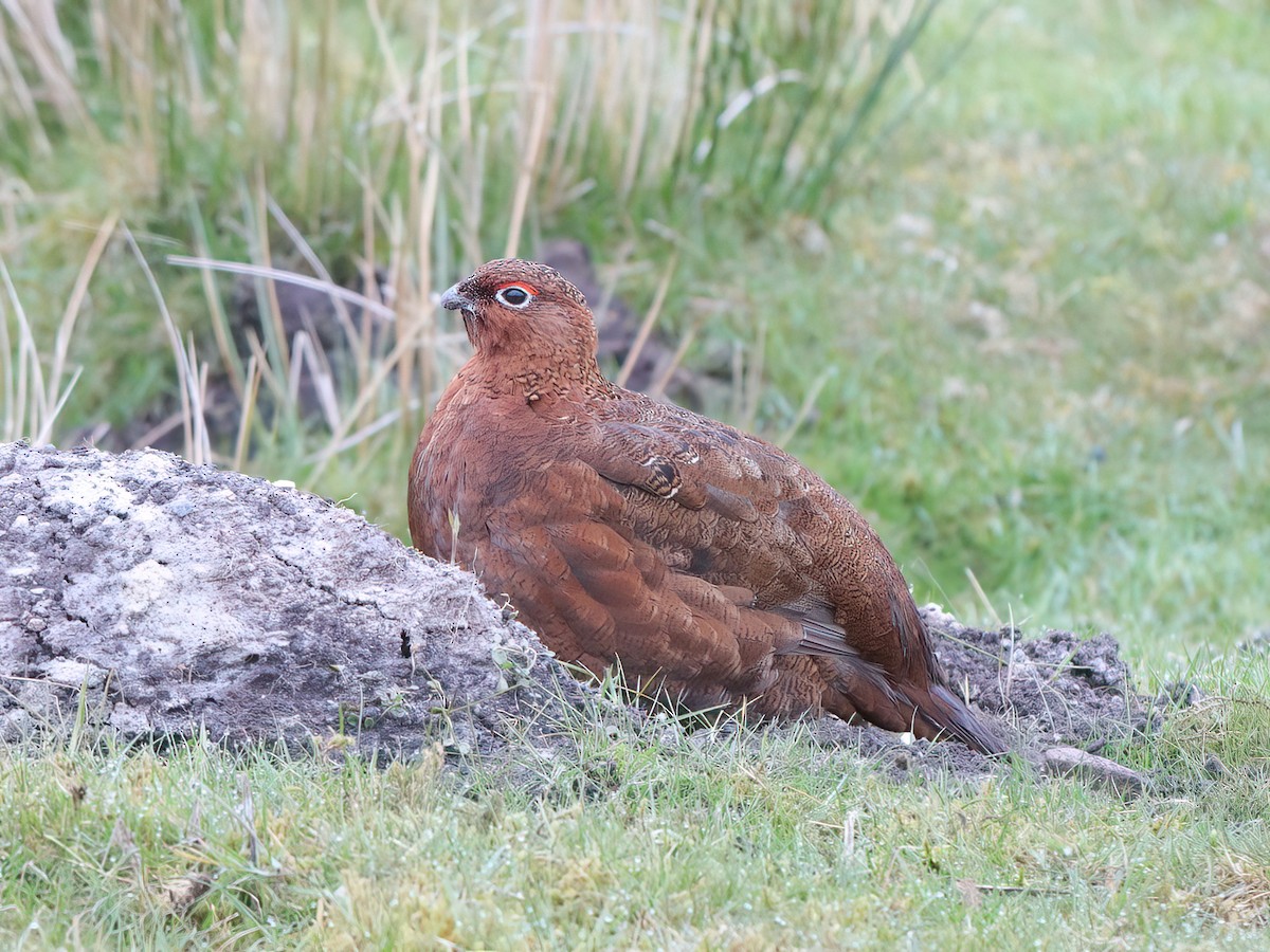 Willow Ptarmigan - ML617773901