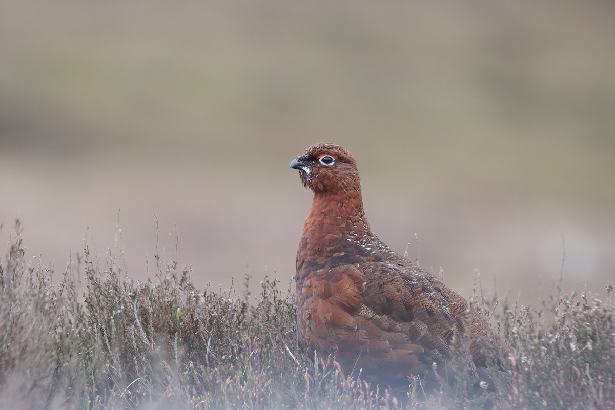 Moorschneehuhn - ML617773902