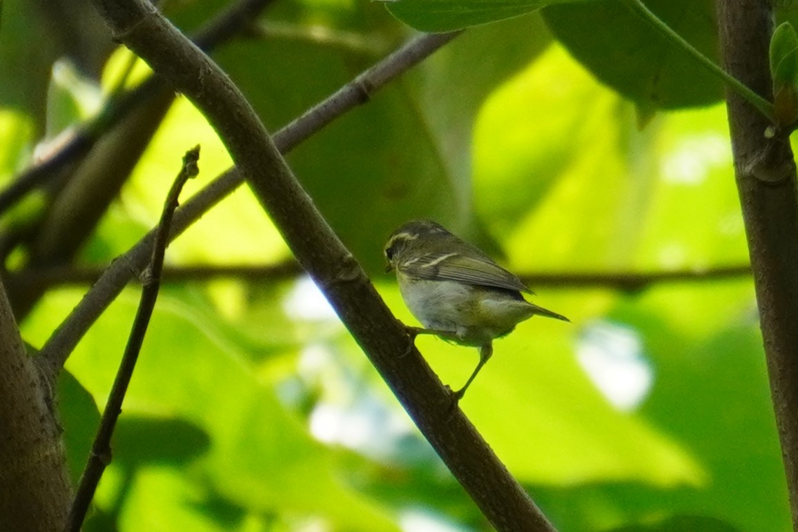 Yellow-browed Warbler - ML617773904