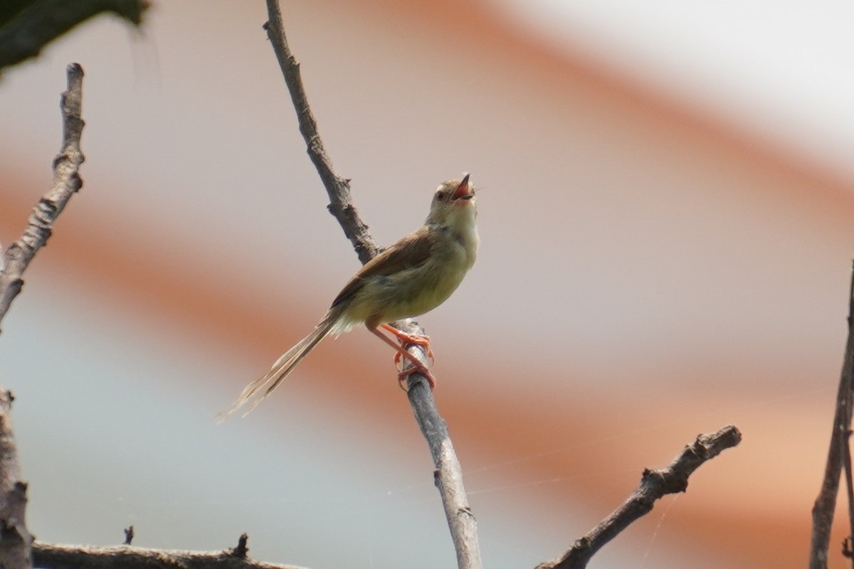 Plain Prinia - ML617773907