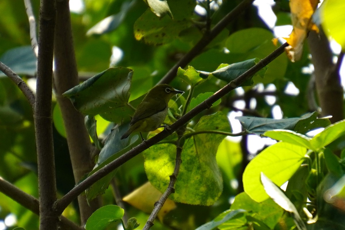 Swinhoe's White-eye - ML617773911