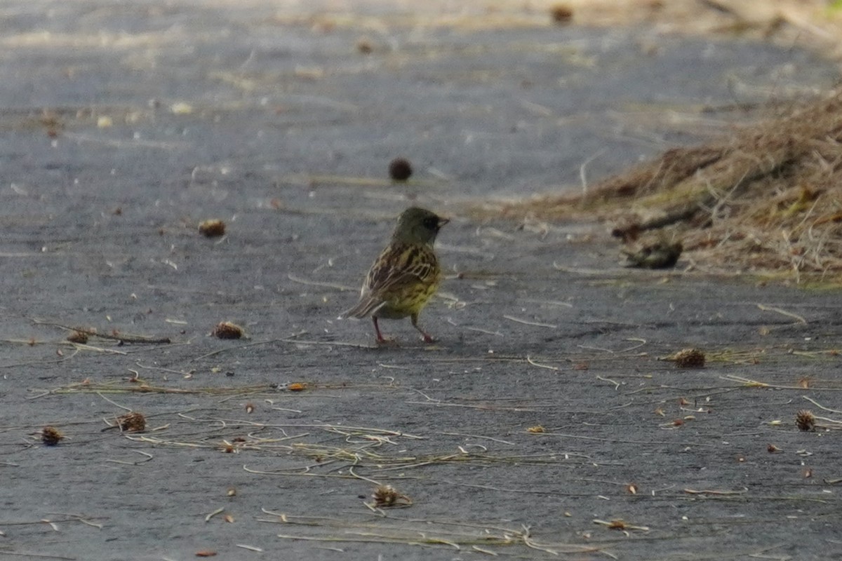 Black-faced Bunting - ML617773918