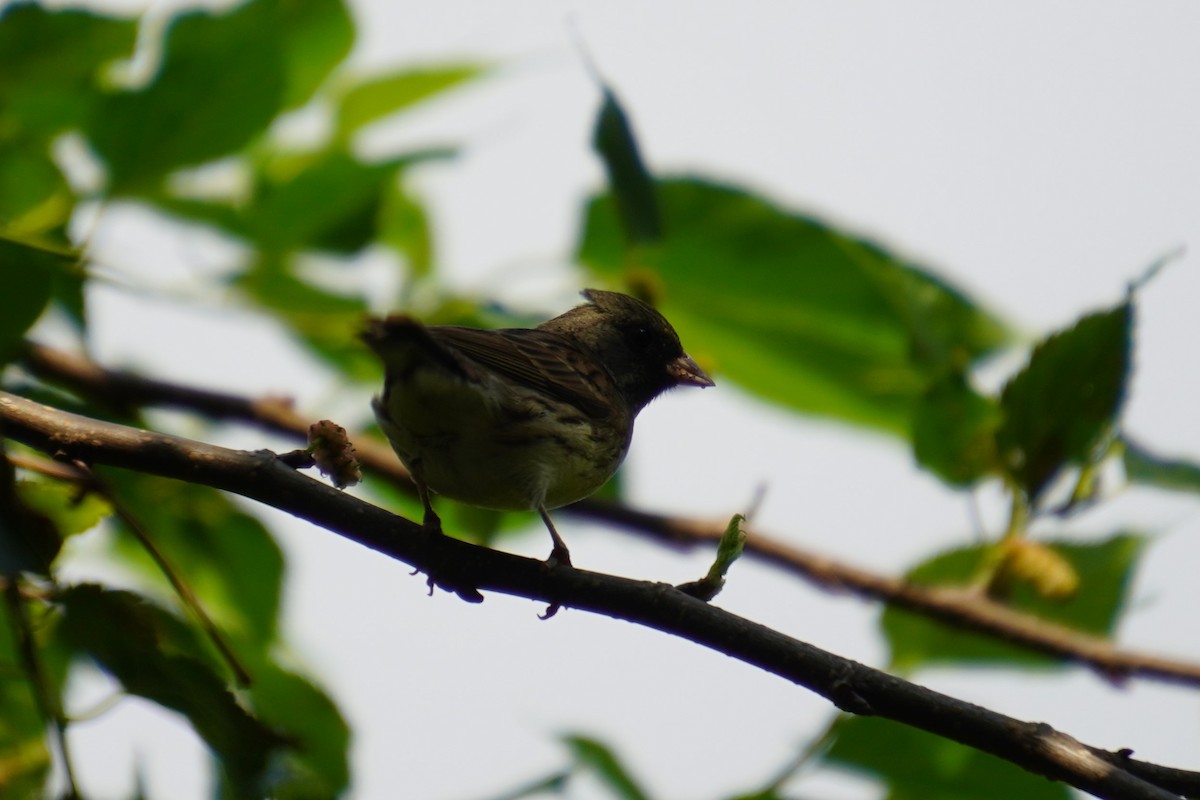 Escribano Enmascarado (spodocephala/sordida) - ML617773919