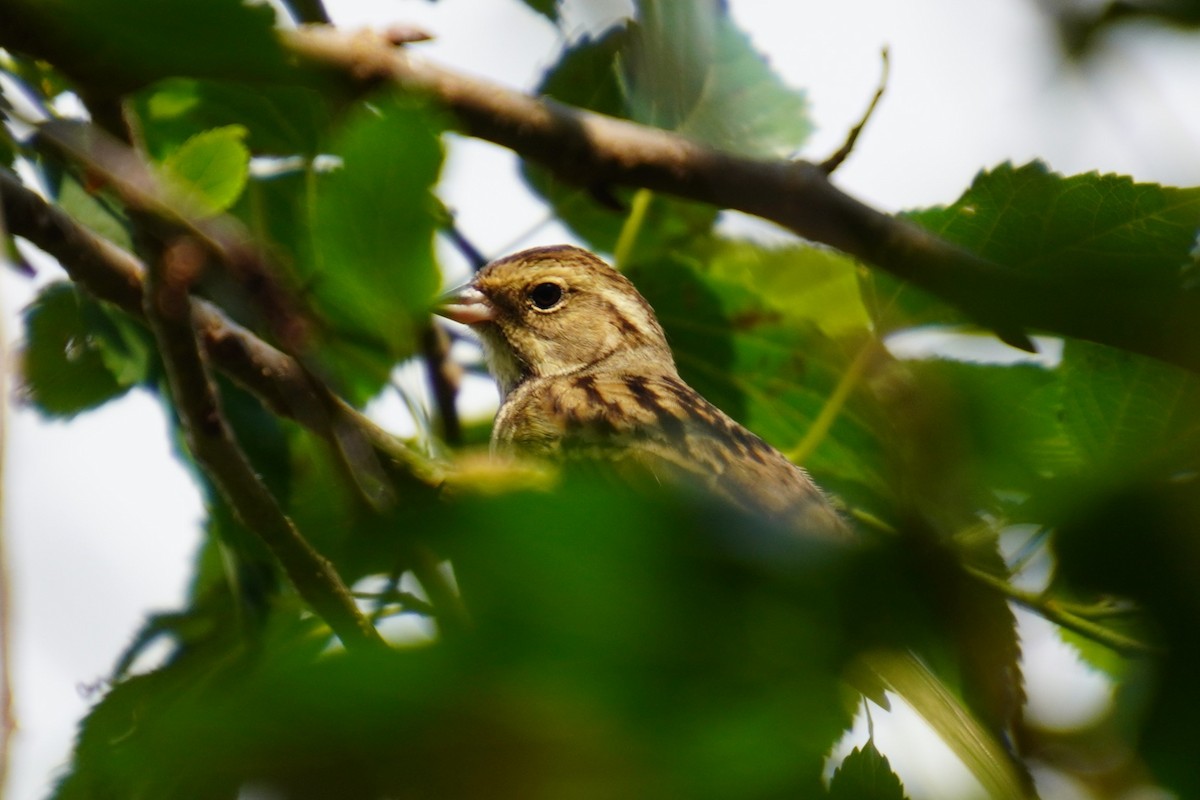 Black-faced Bunting - ML617773920