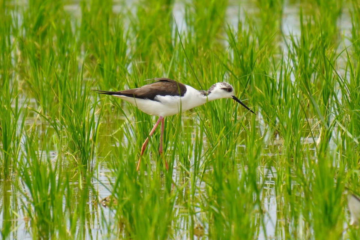 Black-winged Stilt - ML617773926