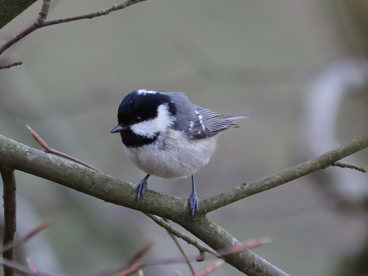 Coal Tit - ML617773931