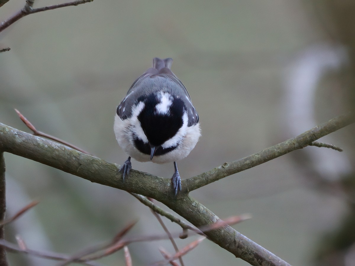 Coal Tit - ML617773932