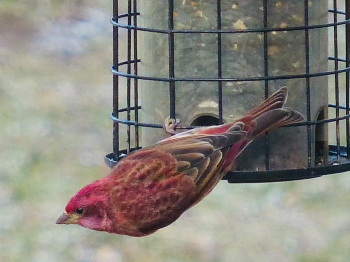 Purple Finch - ML617773940