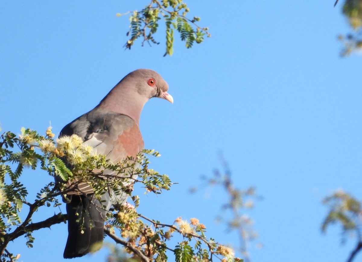Red-billed Pigeon - ML617773944