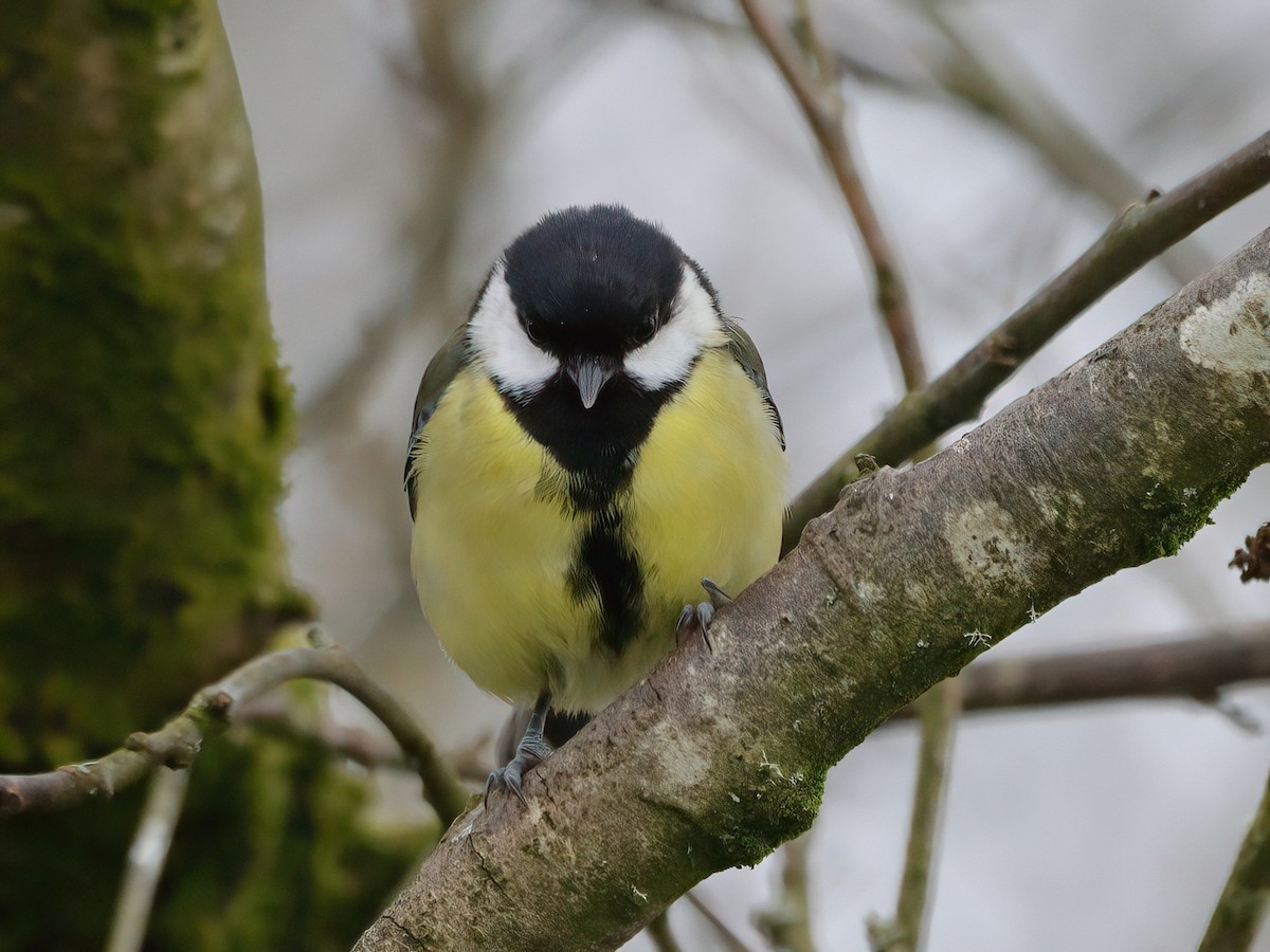 Great Tit - ML617773946