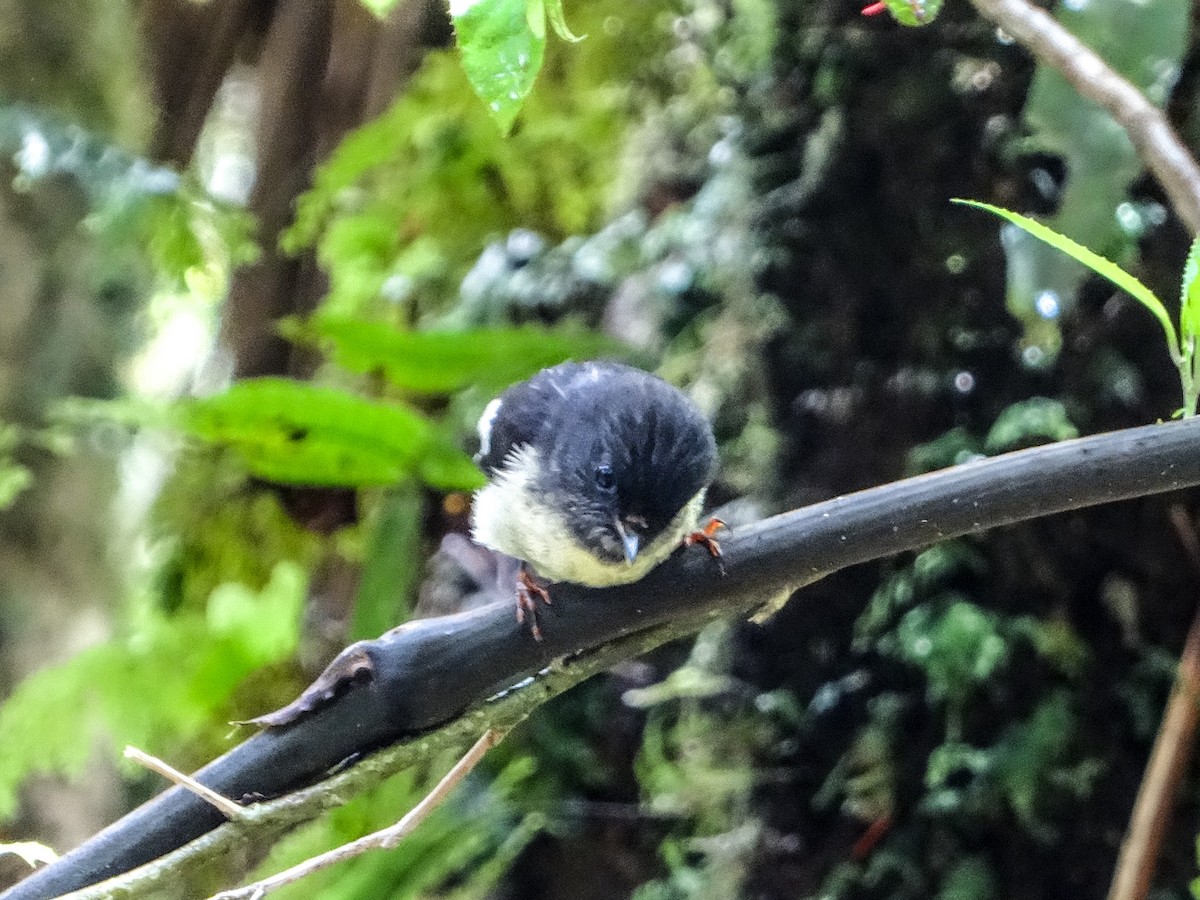 Tomtit - ML617773948