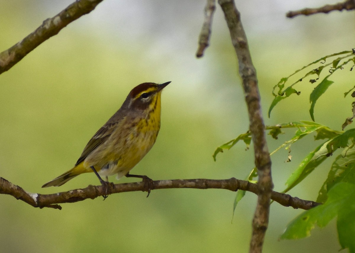 Palm Warbler - ML617773952